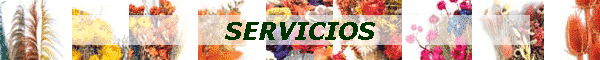 SERVICIOS